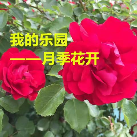 我的乐园——月季花开