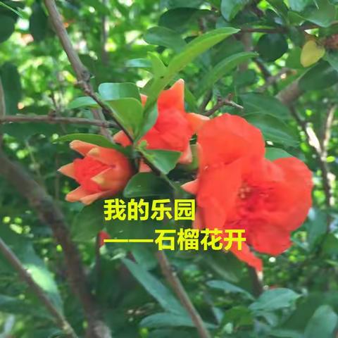 我的乐园——石榴花开