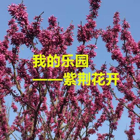 我的乐园——紫荆花开