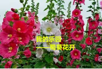 我的乐园——蜀葵花开