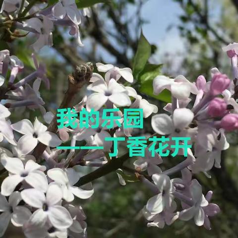 我的乐园——丁香花开