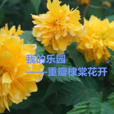 我的乐园——重瓣棣棠花开