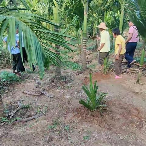 屯昌县司法局坡心司法所人民调解工作美篇