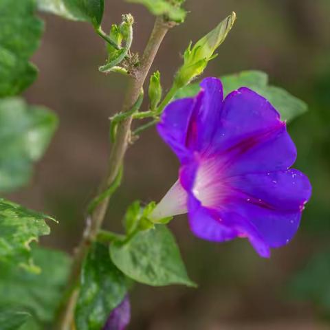 牵 牛 花