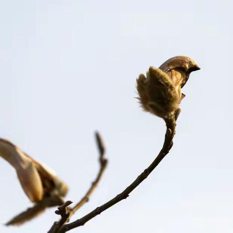 探寻“小鸟”型玉兰花