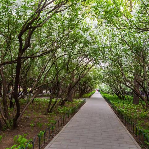 天坛公园的春天