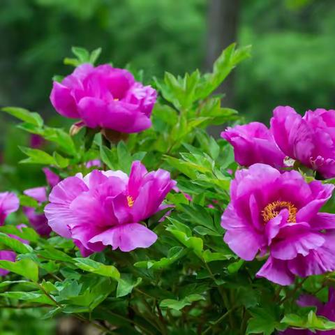 园博园里盛开的牡丹花