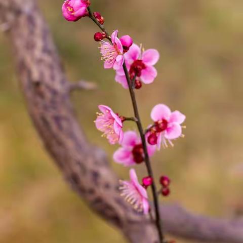 明城墙遗址公园梅花初绽引“蝶”来