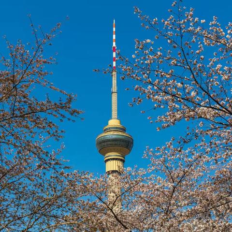 2022年玉渊潭公园樱花季