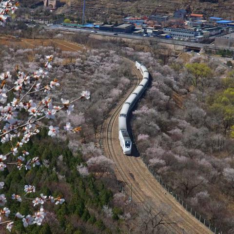 开往春天的列车-居庸关花海