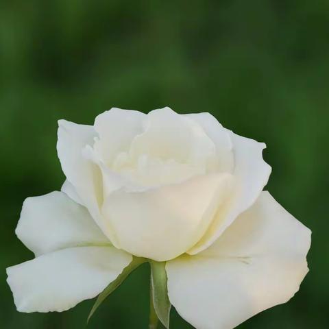 诗词赏花：月季花