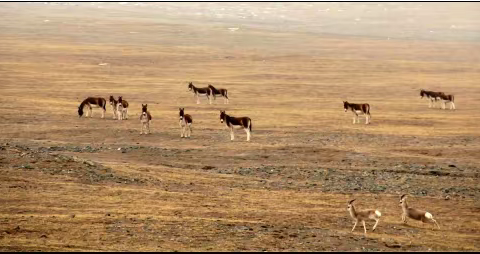 青海藏野驴、藏原羚与山鹰传说的故事
