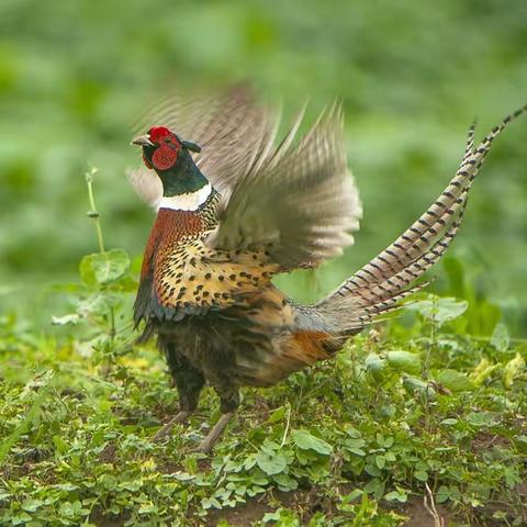 野鸡情侣的故事