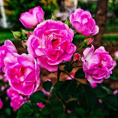 鲜花盛开的日子