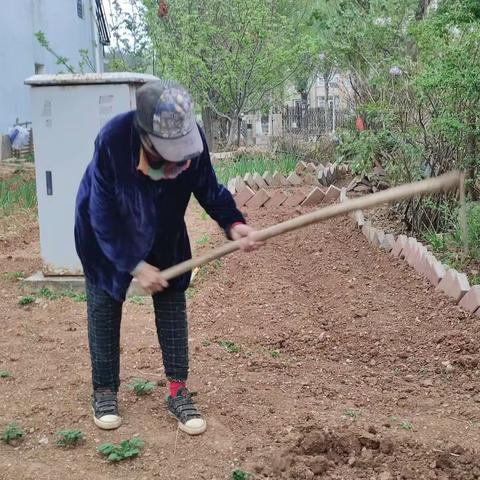 龙鼎山下👇的“不老松”