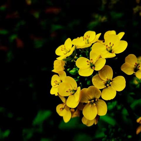 苍鹭之间的斗争