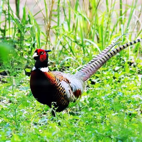 山野鸡哥哥爱情故事