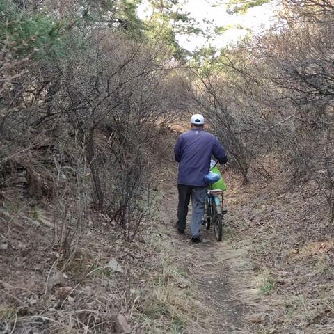 挖“苦碟子”野菜