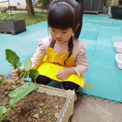 ✨自己动手，丰衣足食💫