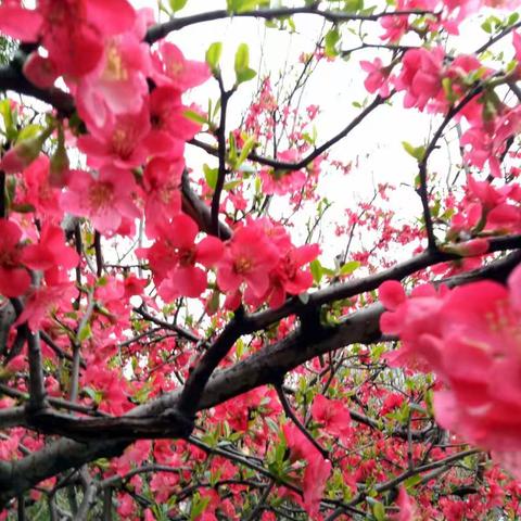 梅花香里笑春风