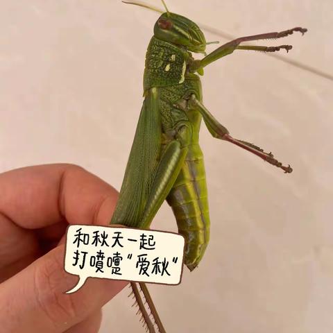 观虫🐛记