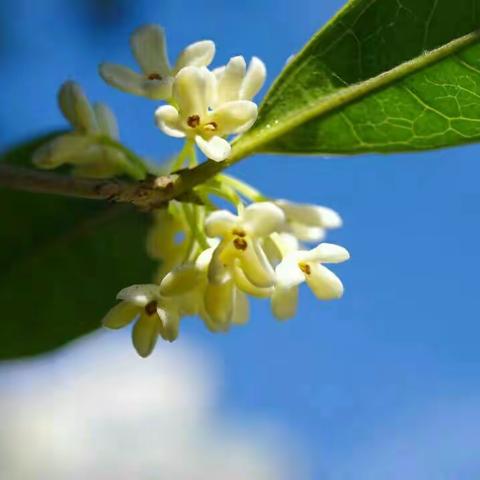 记一棵会开花的树