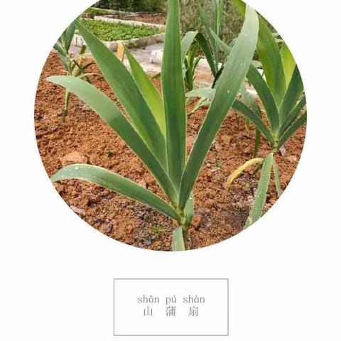 【秒懂中草药】山蒲扇