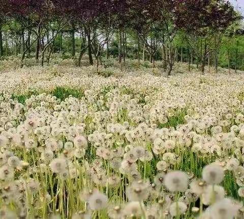 澄迈县小学美术课网络教学资源