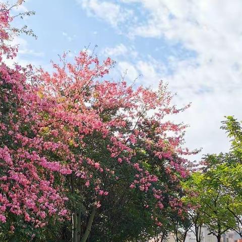 花开四季，向阳而生