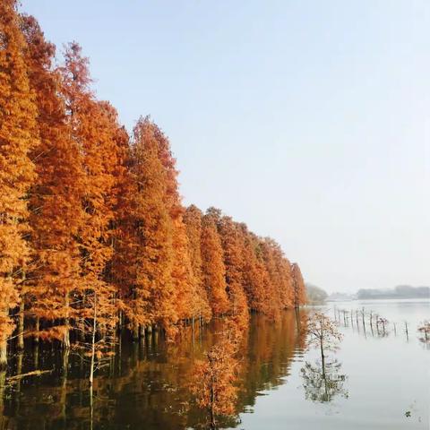 追寻大泉湖超美红水杉，漫步止马岭金色长廊一日游