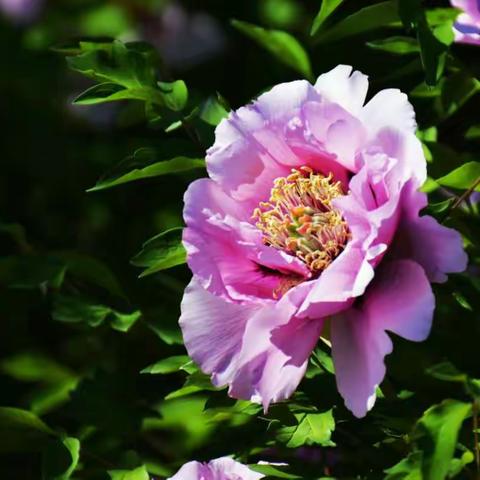 众芳惟牡丹