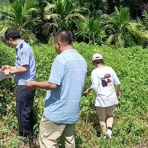 东山镇开展非法种植毒品原植物排查工作