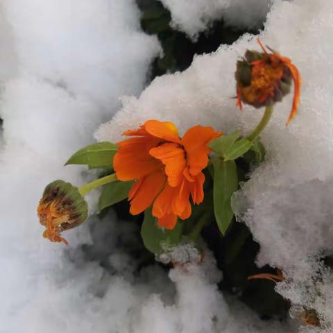 花恋雪