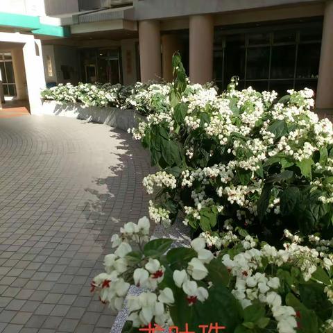 香港的花