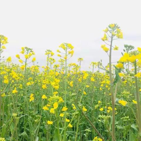 🌸🌼森林幼儿园🌈【隔离病毒不隔离爱，停课不停学亲子线上学习的第七周🌸🌸