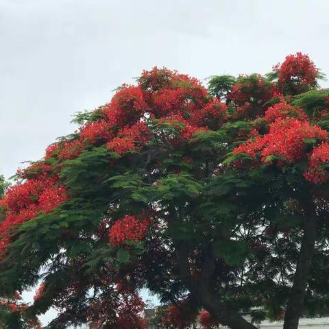 凤凰花开，缘来西塘