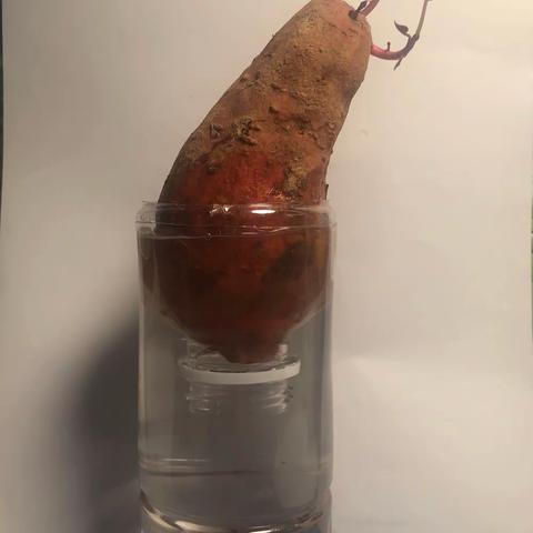 水培番薯观察日记