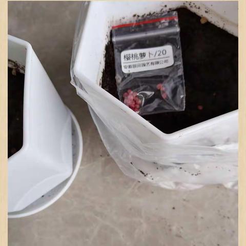 开涵的樱桃萝卜长成日记