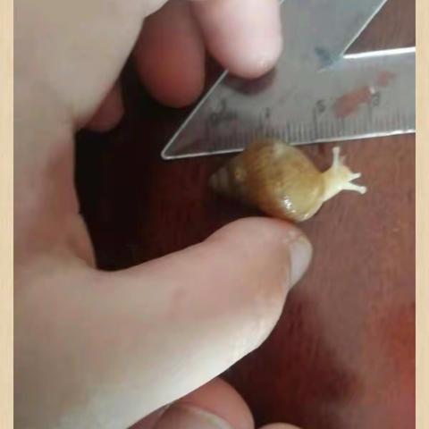开涵的蜗牛饲养日记