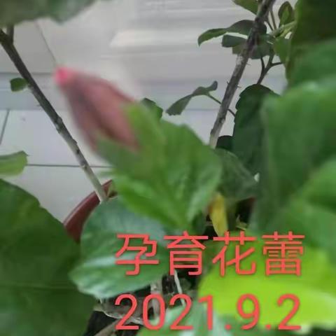 送你一朵小红花