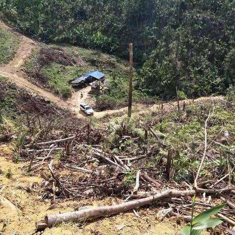 保亭县森林公安局毛瑞林区派出所到毛感乡番道村滥伐林木案发现场的勘查情况