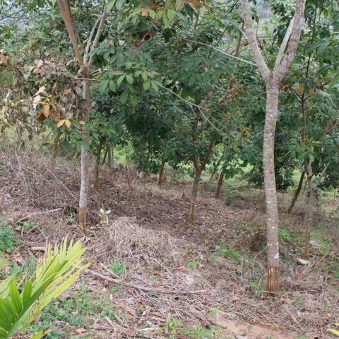 保亭县森林公安局毛瑞林区派出所对金江二十队环剥橡胶树皮案发现场的勘查情况