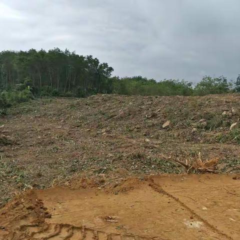 保亭县森林公安局毛瑞林区派出所到金江农场五队滥伐橡胶林木案发现场的勘查情况