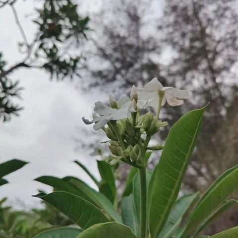 相邻红树林～～防城港北部湾海洋文化公园！