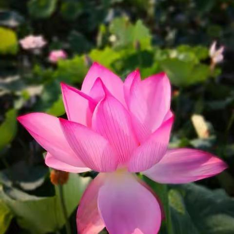 一路芬芳