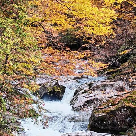 米仓山红叶