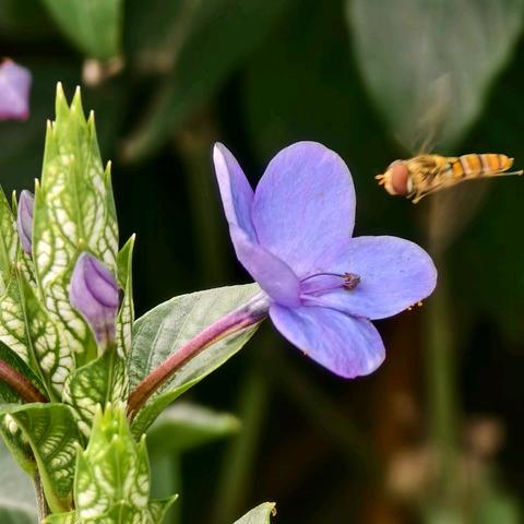 蓝色精灵 --喜花草