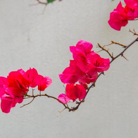 【微单影像】，﻿热情奔放的三角梅