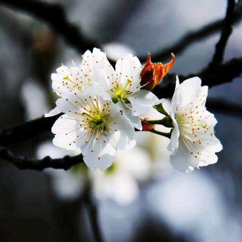 汉江岸边演绎着春天的故事