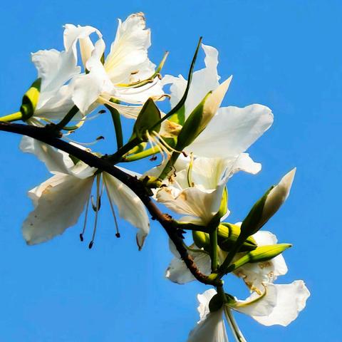 【手机影像】白色紫荆花